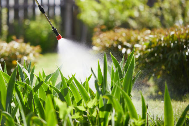 24/7 Emergency Termite Control experts in Rohnert Park, CA